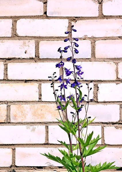Цветок против кирпичной стены — стоковое фото