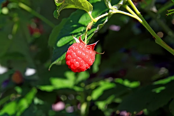 Raspberry on branch — Stock Photo, Image
