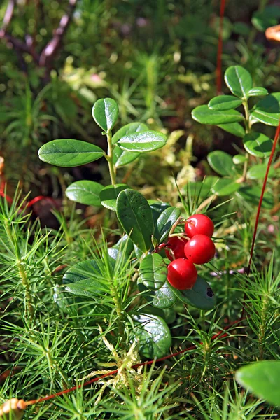 Timber cowberry — Stock Photo, Image