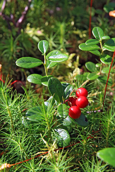 Timber cowberry