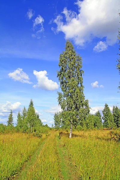 Yakınlarındaki kırsal yolu huş ağacı — Stok fotoğraf