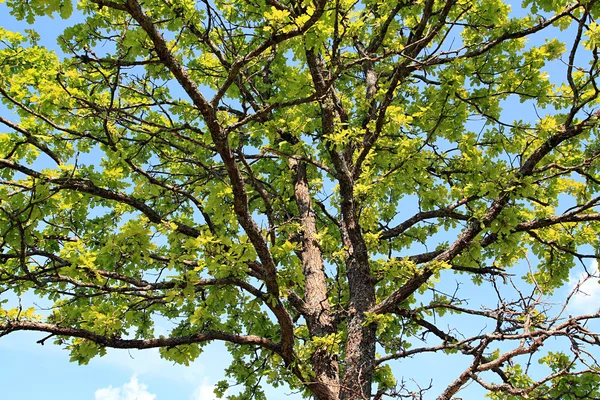 Ветвь дуба — стоковое фото