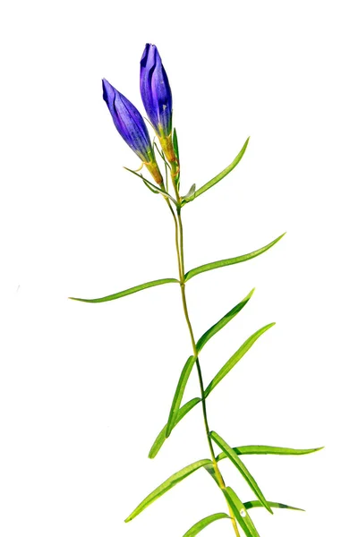 Синє поле квітка — стокове фото