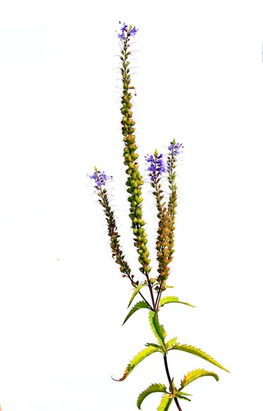 Virág kék mező — Stock Fotó