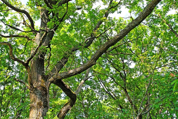 樫の木の枝 — ストック写真