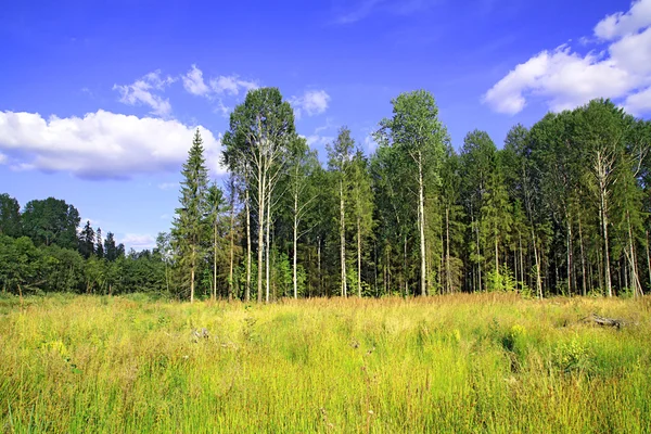 Wald in der Nähe von Feld — Stockfoto