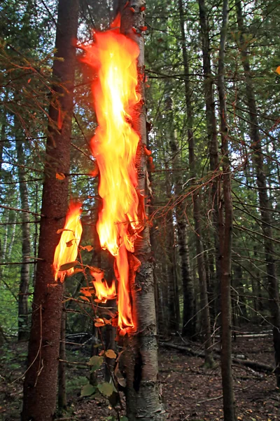 나무에 불 — 스톡 사진