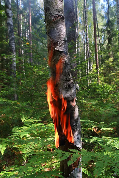 Feuer in Holz — Stockfoto