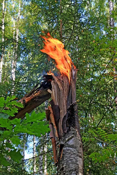 Fuego en madera —  Fotos de Stock