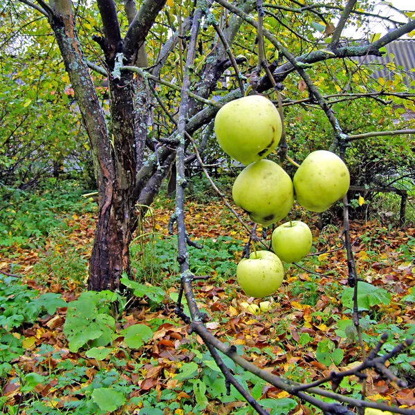 苹果树枝上 — 图库照片