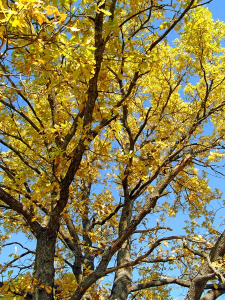 Žlutý list dubu — Stock fotografie