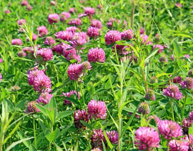 Dutch clover on field clipart