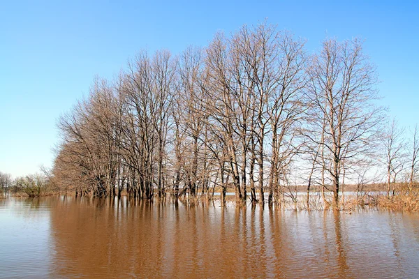 Flood in wood — Stock Photo, Image