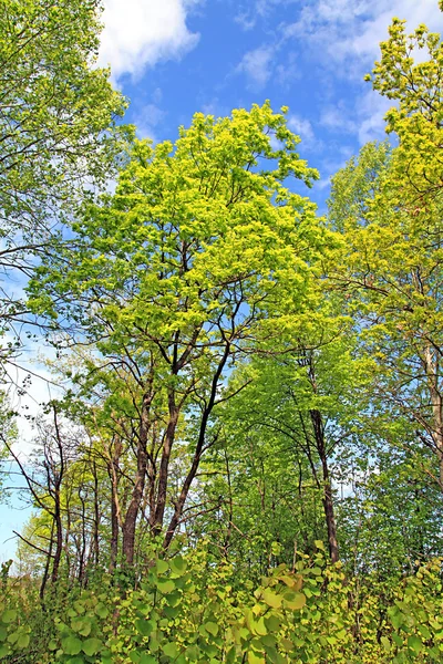 Oak Wood — Stok fotoğraf