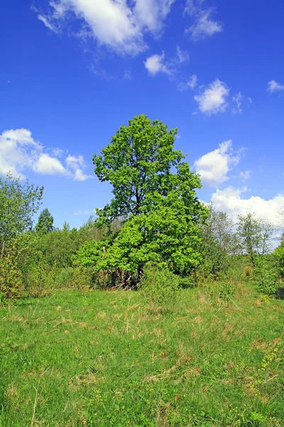 Ek i trä — Stockfoto