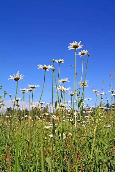 Daisywheels на поле — стоковое фото