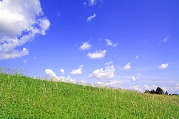 Трава в поле — стоковое фото