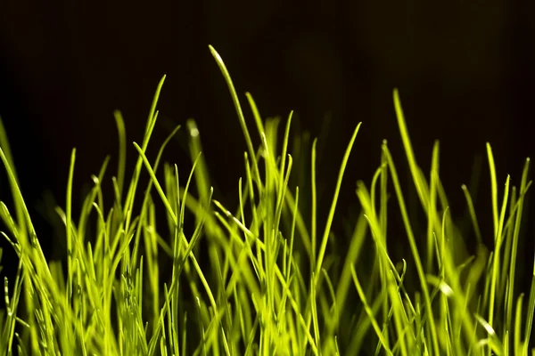 Gras — Stockfoto