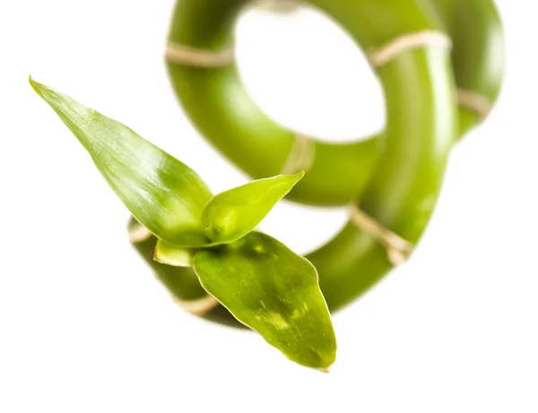 stock image Plant