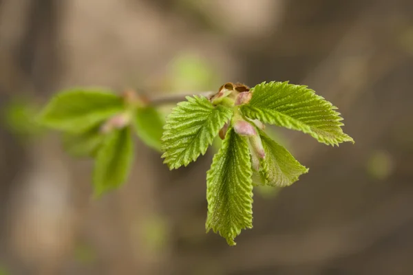 stock image Plant