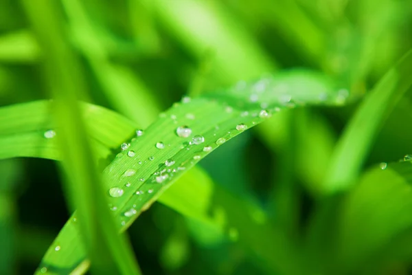 Drops on the grass — Stock Photo, Image