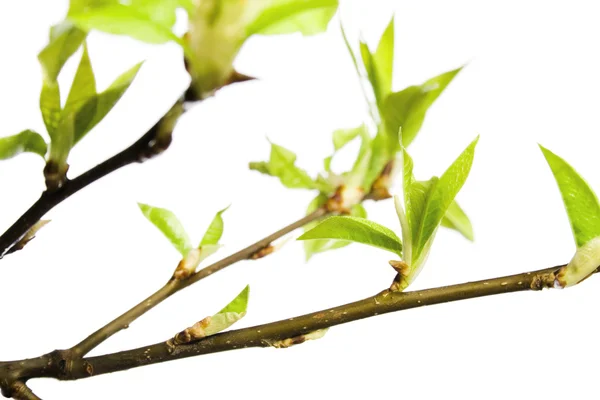 stock image Plant