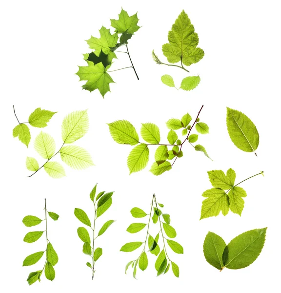 stock image Leaves
