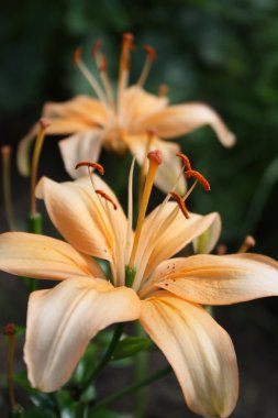 Turuncu lily