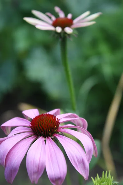 Бабочка на розовом цветке — стоковое фото