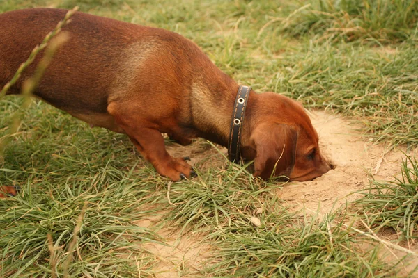 stock image Hound