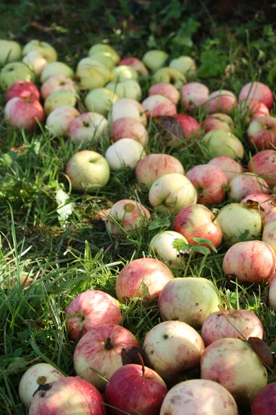 stock image Apples.