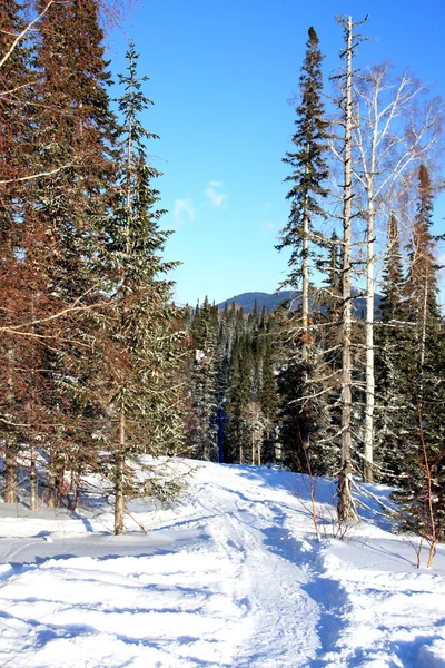 Śnieg i lasu. — Zdjęcie stockowe