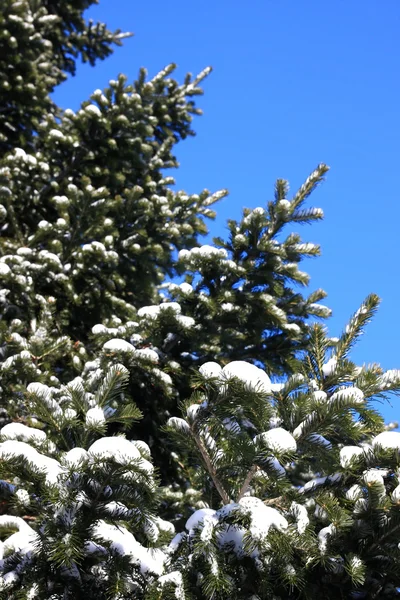 Snow on a conifer. — Stock Photo, Image