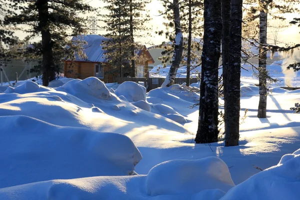 Снег и лес . — стоковое фото