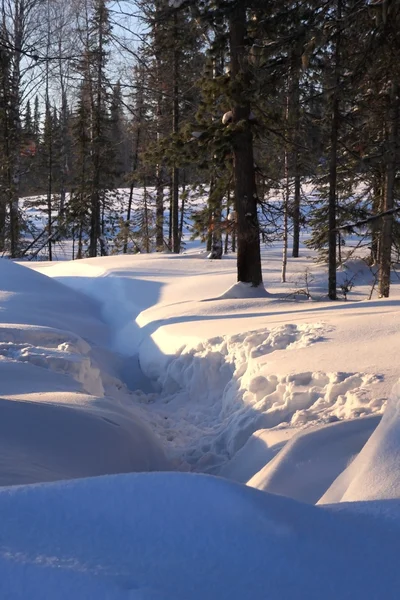 雪と森. — ストック写真
