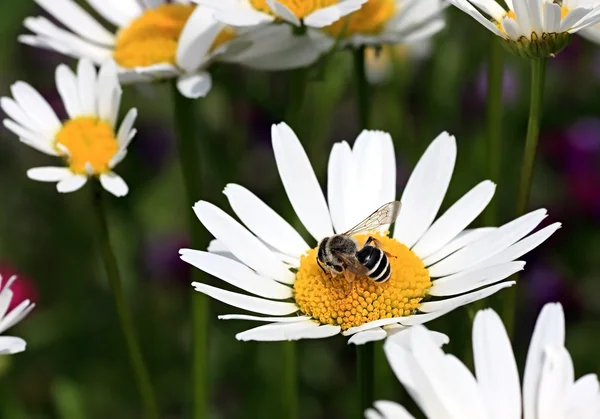 stock image Bee on a camomile.