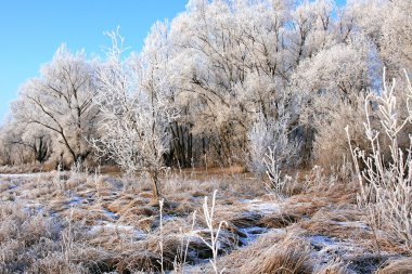 hoarfrost bir bitki üzerinde.