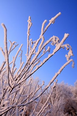 hoarfrost bir bitki üzerinde.