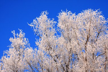 hoarfrost bir bitki üzerinde.