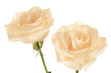 Two roses clipart