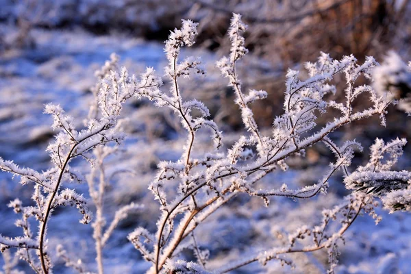 Vinterlandskap. — Stockfoto