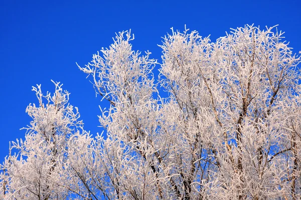 Hoarfrost on a plant. — Stock Photo, Image