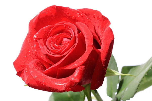 Červená růže s kapkami vody. — Stock fotografie