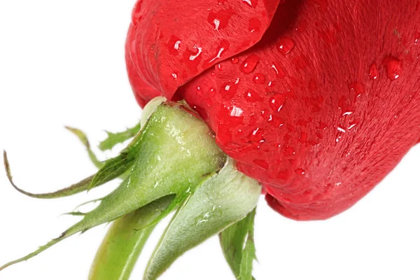 Rose rouge avec des gouttes d'eau. — Photo