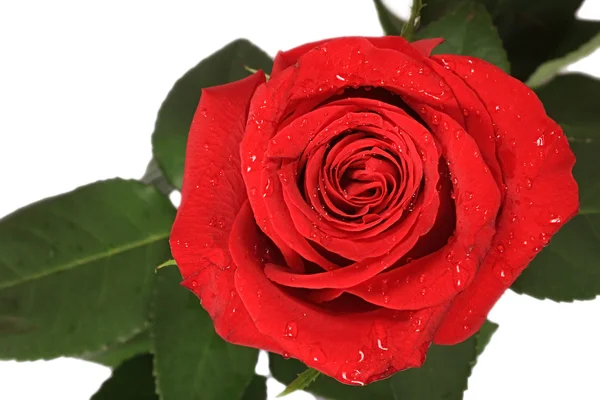 Rose rouge avec des gouttes d'eau. — Photo