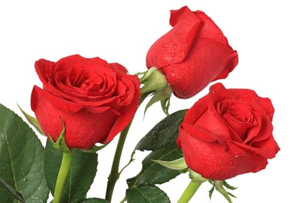 Red rose with drops of water. — Stock Photo, Image