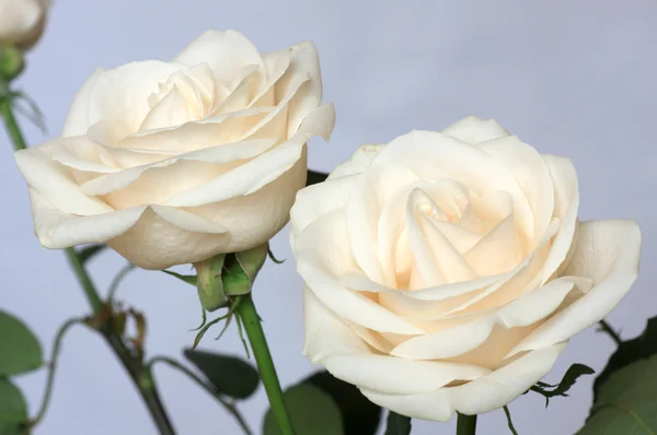 Two roses — Stock Photo, Image