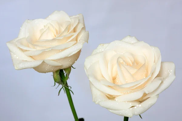Dvě růže — Stock fotografie