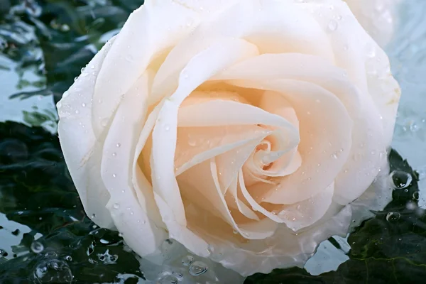 Růže v dešti — Stock fotografie
