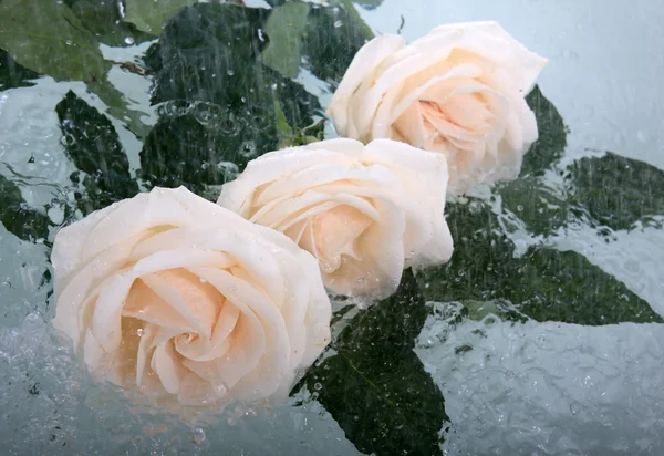 Rose in the rain — Stock Photo, Image